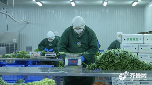 濰坊農(nóng)產(chǎn)品加工企業(yè)順利復(fù)工 優(yōu)質(zhì)蒜薹直供海外