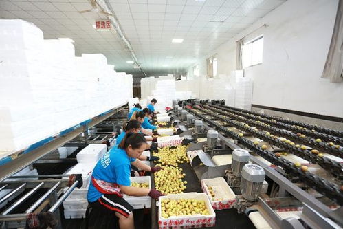 走進(jìn)大荔農(nóng)業(yè)原產(chǎn)地 探秘農(nóng)產(chǎn)品加工全流程
