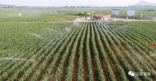 興賓區(qū)農(nóng)產(chǎn)品加工集聚區(qū)順利通過(guò)自治區(qū)級(jí)驗(yàn)收