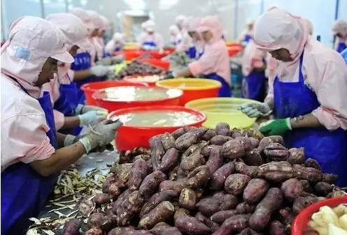 銅鼓縣農產品初加工迎政策紅利，專項補助資金助推產業升級