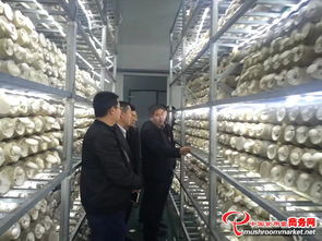 河南農產品加工新篇章 國外客商與省領導共訪世紀香食用菌