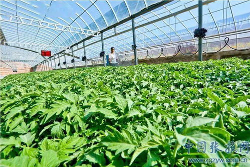 張掖市以品牌農業為抓手 筑牢農產品質量安全與購銷雙基石